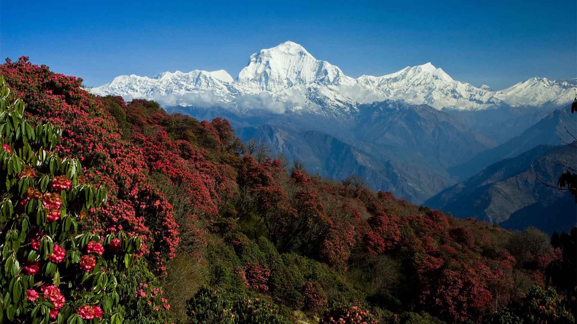 Histan Mandali